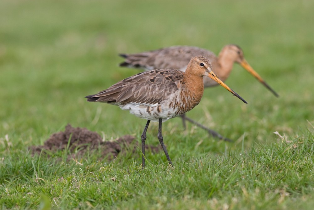 twee grutto's in weiland