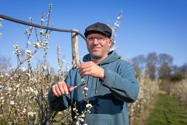 Portretfoto van Wil Sturkenboom in zijn fruittuin. Hij is bezig met de oogst.