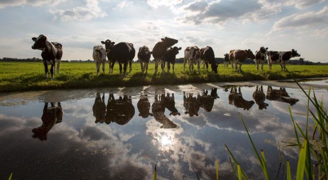 Stikstof koeien landschap